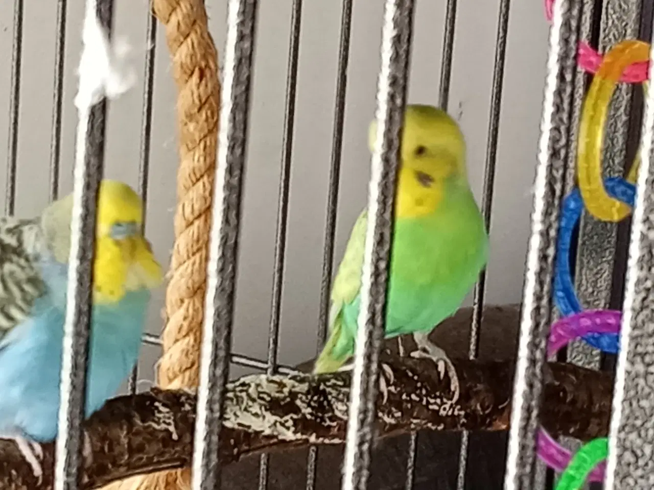 Billede 4 - 2 undulater gul og blå samt 2 nymfer 