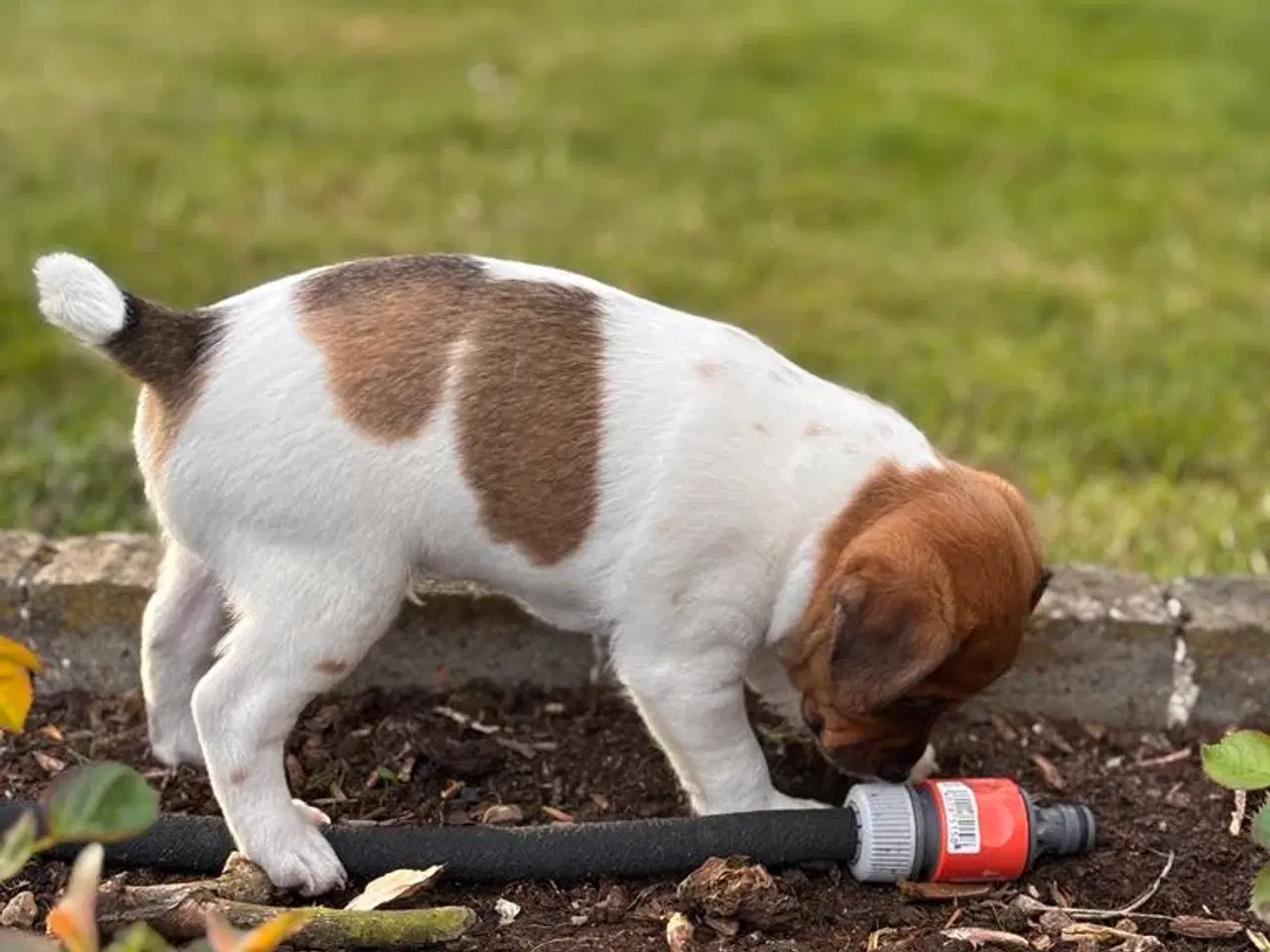 Billede 3 - Dansk-Svensk Gårdhundehvalp hanhund med stamtavle 
