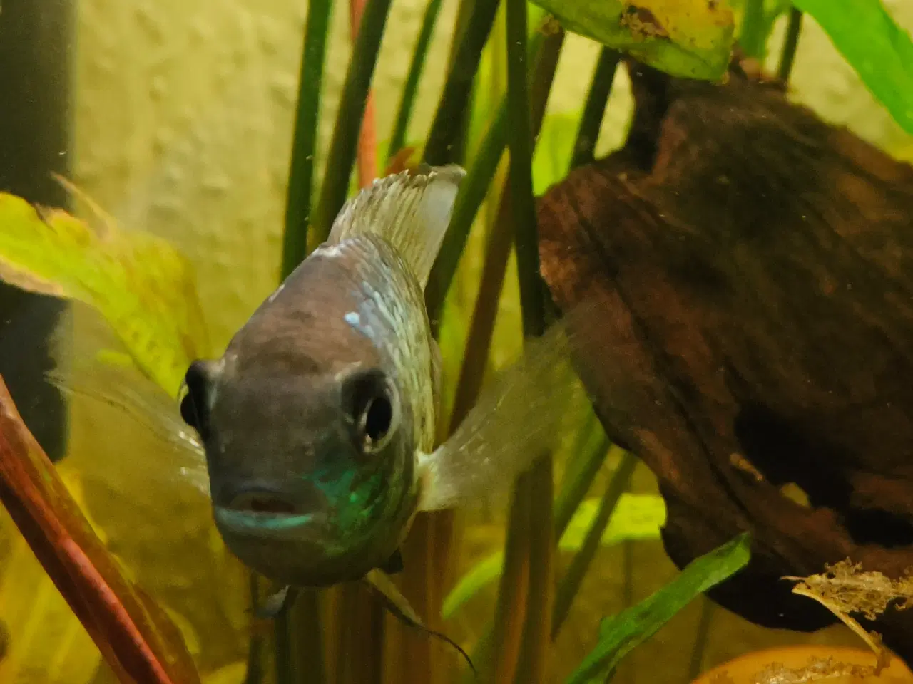 Billede 1 - Electric blue acara hun 