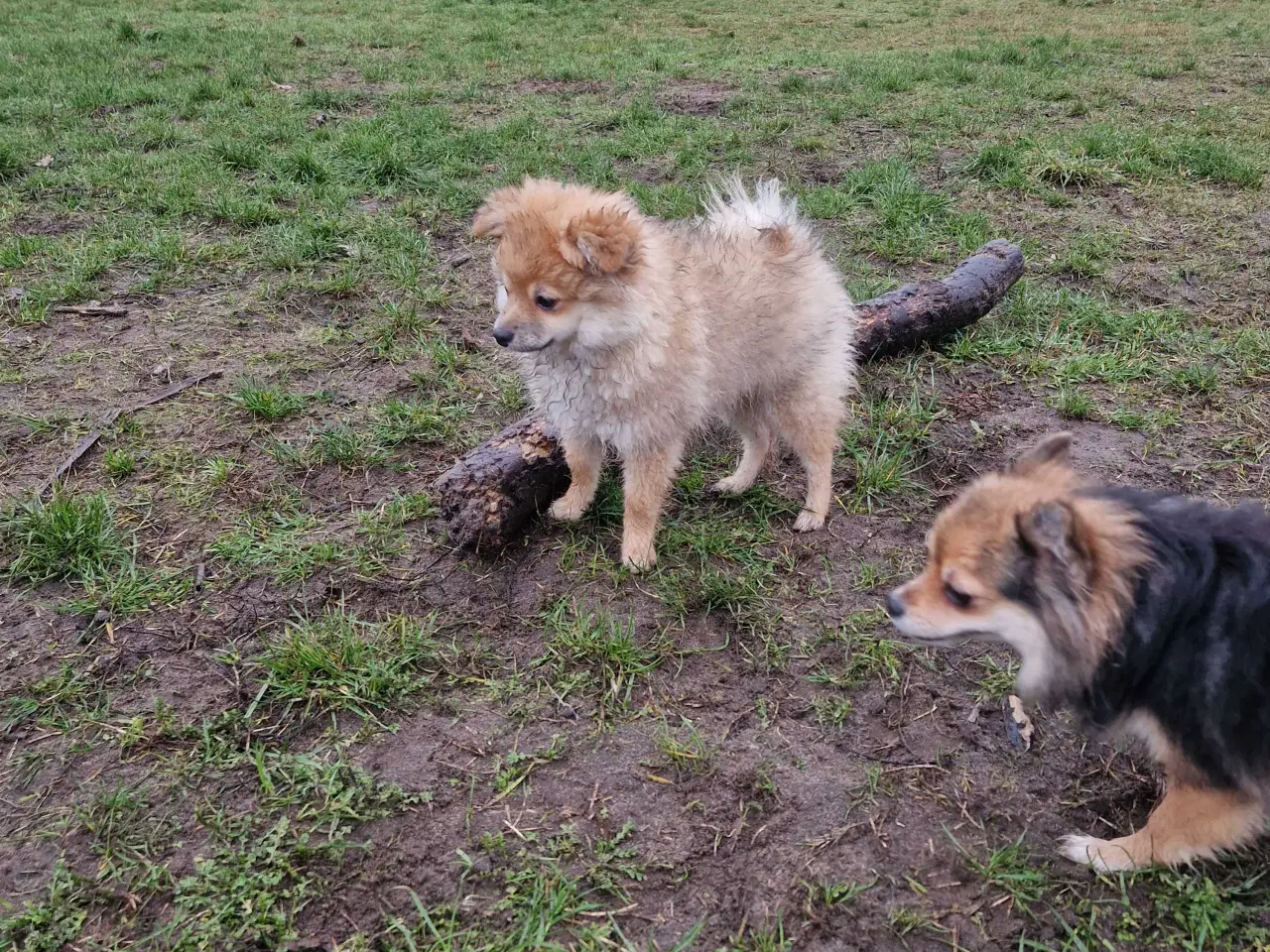 Billede 3 - Lille krudtugle søger sit forevige hjem