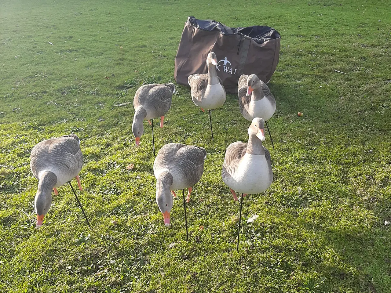 Billede 10 - Lokkegæs og trailer.