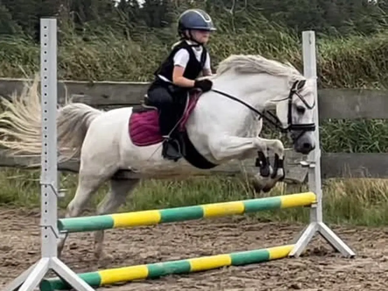 Billede 2 - Welsh pony