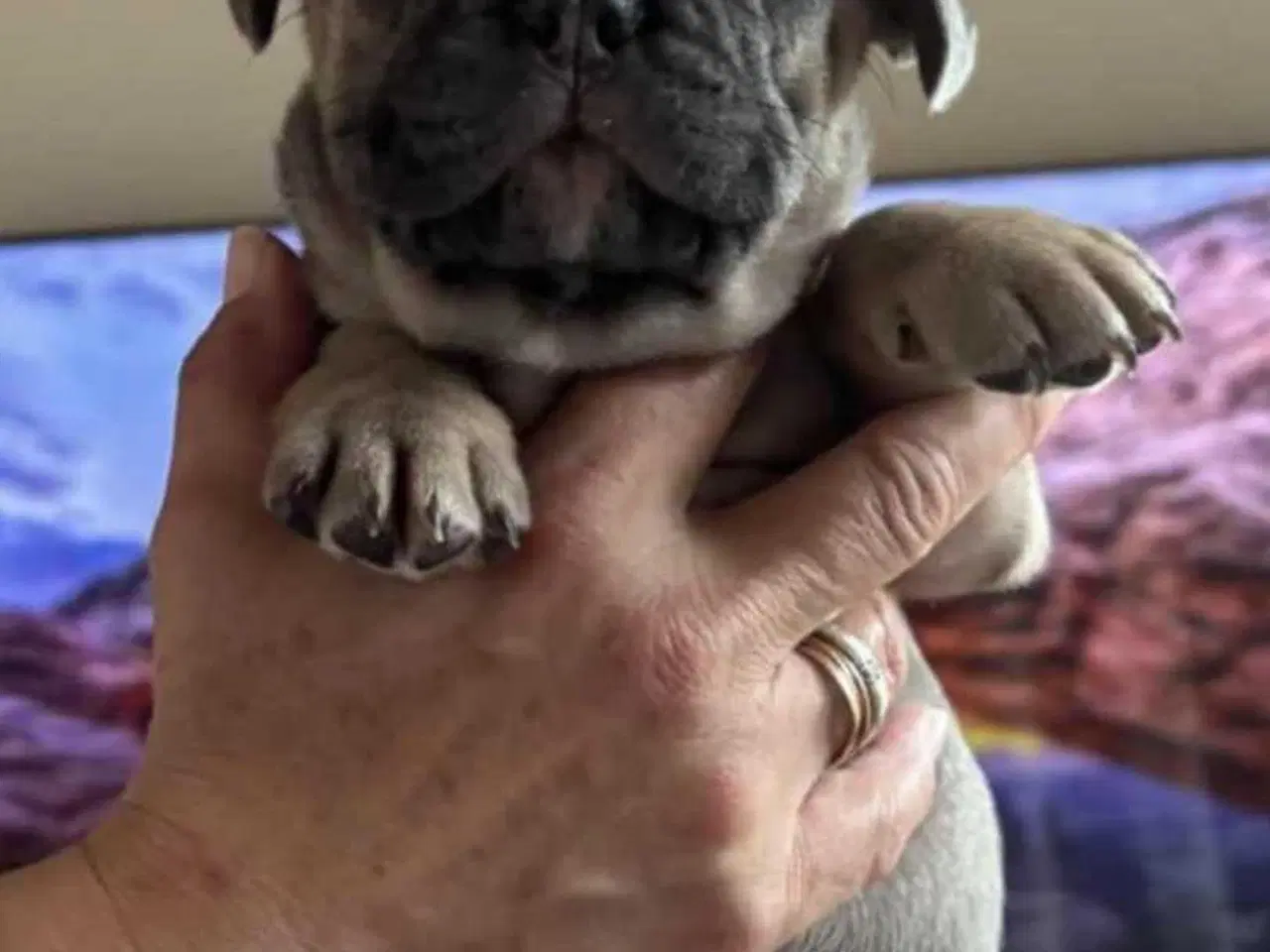 Billede 21 - Fransk Bulldog Hvalpe