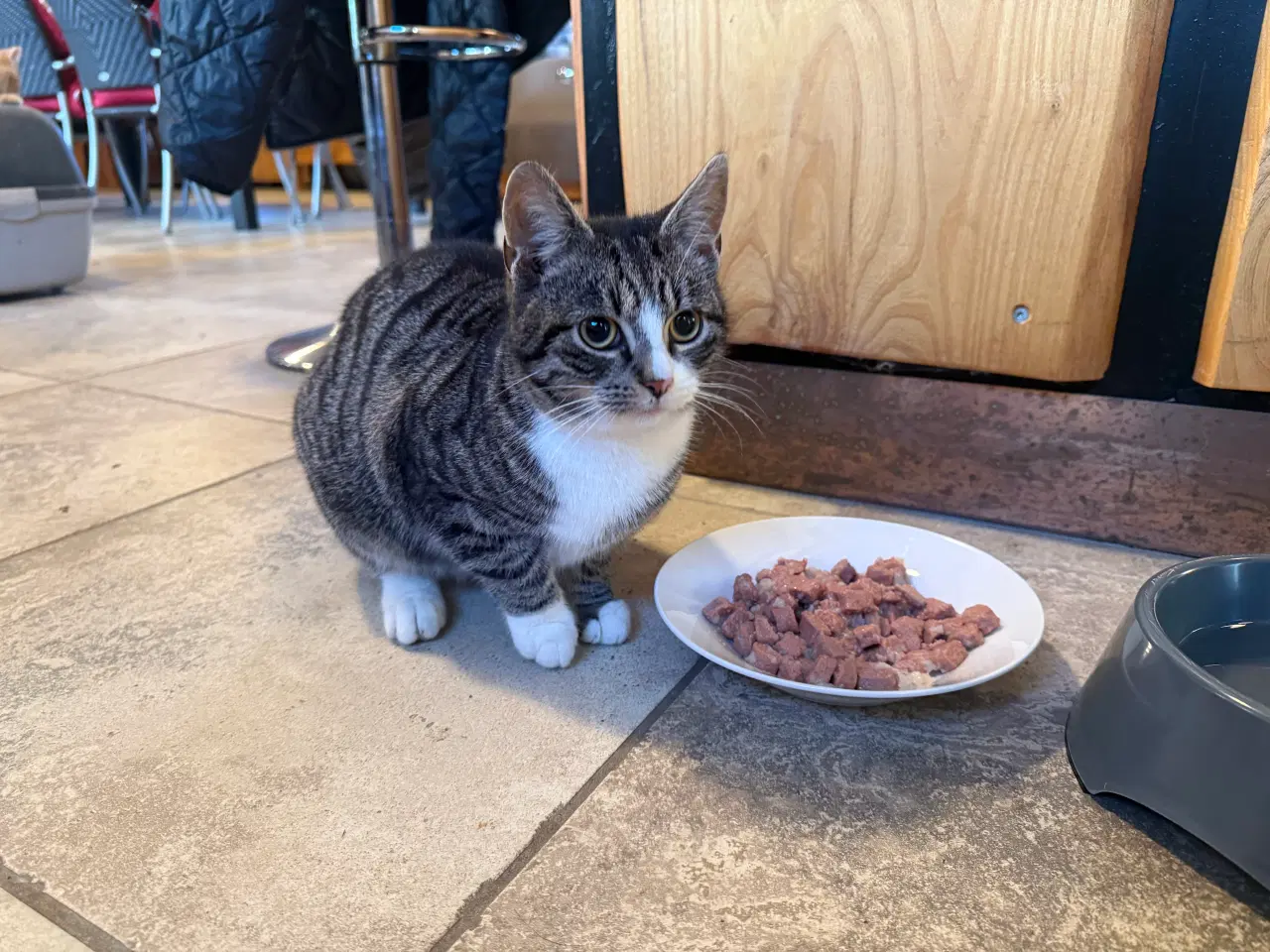 Billede 2 - Sød hankat