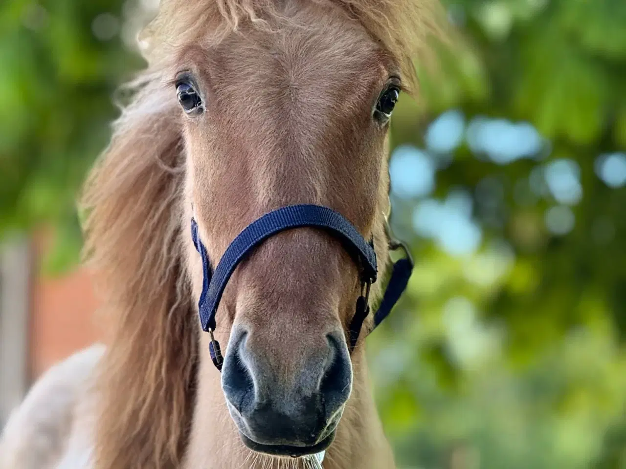 Billede 2 - Skønne Solfagur 