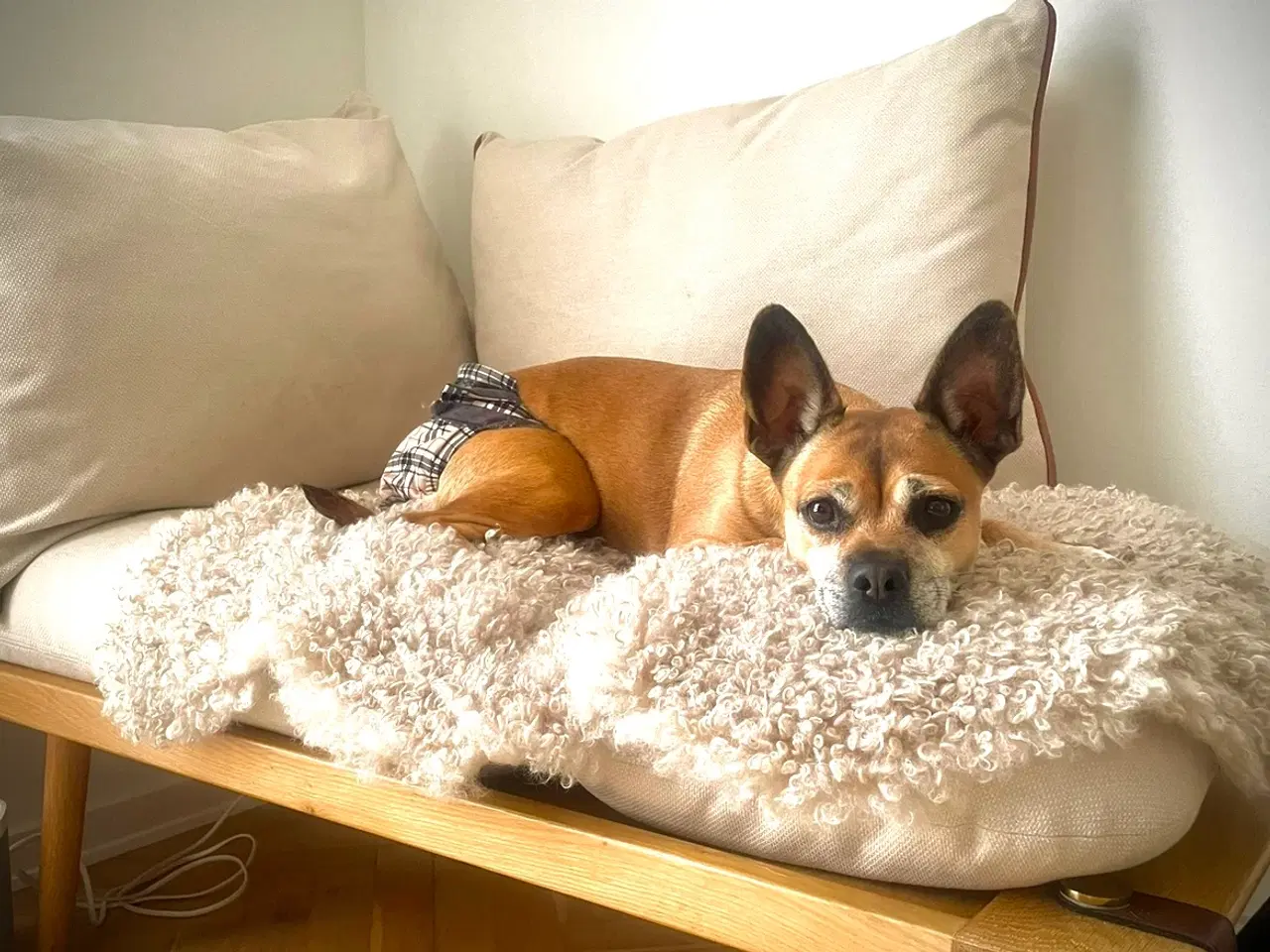 Billede 8 - En skøn hvalpedreng søger sit nye hjem 🐶❤️