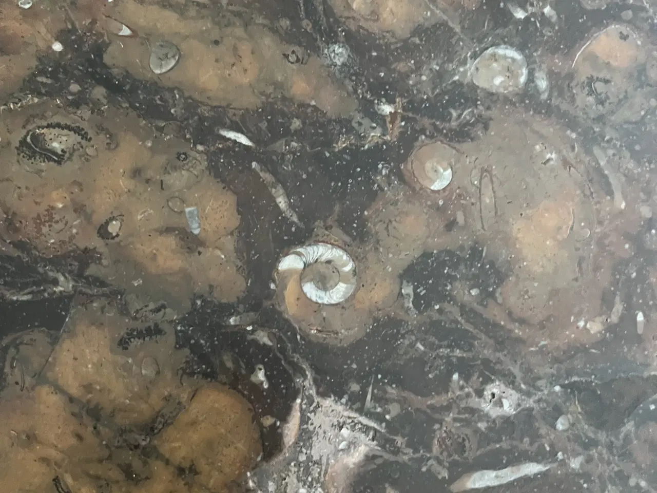 Billede 3 - Utrolig smukt og sjældent bord