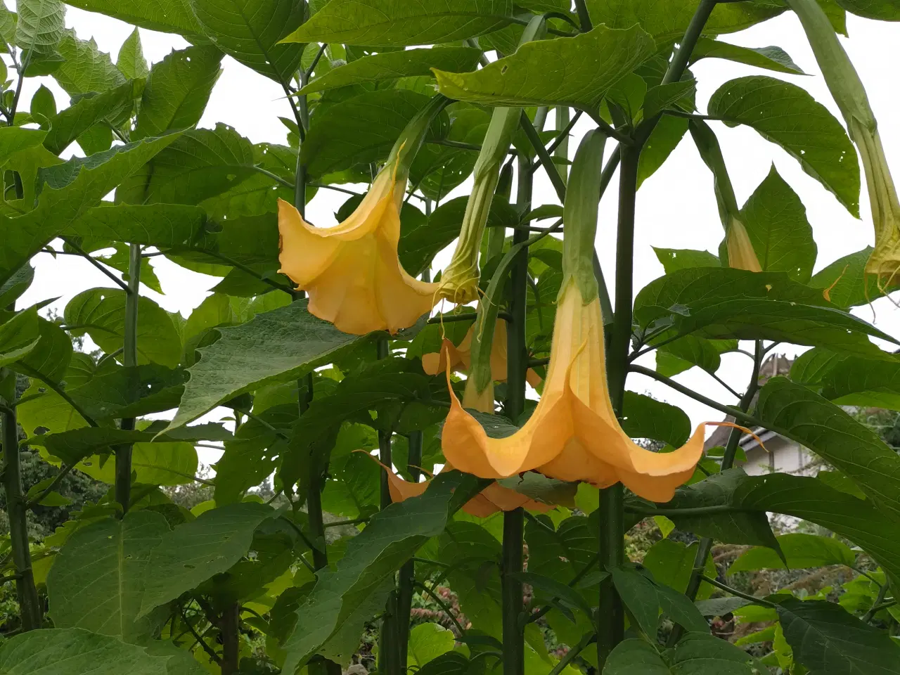 Billede 2 - engletrompeter (burgmansia)