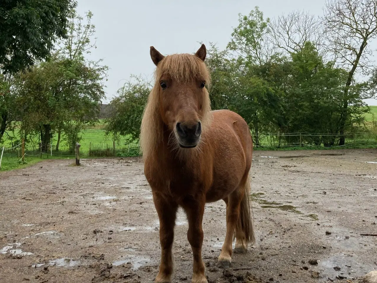Billede 11 - Shetlænderen Betterøv