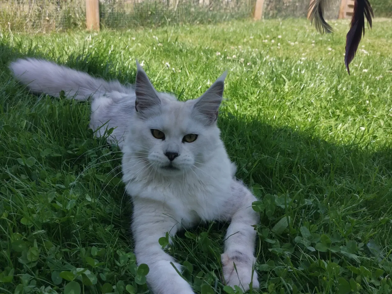 Billede 7 - Mainecoon pige 