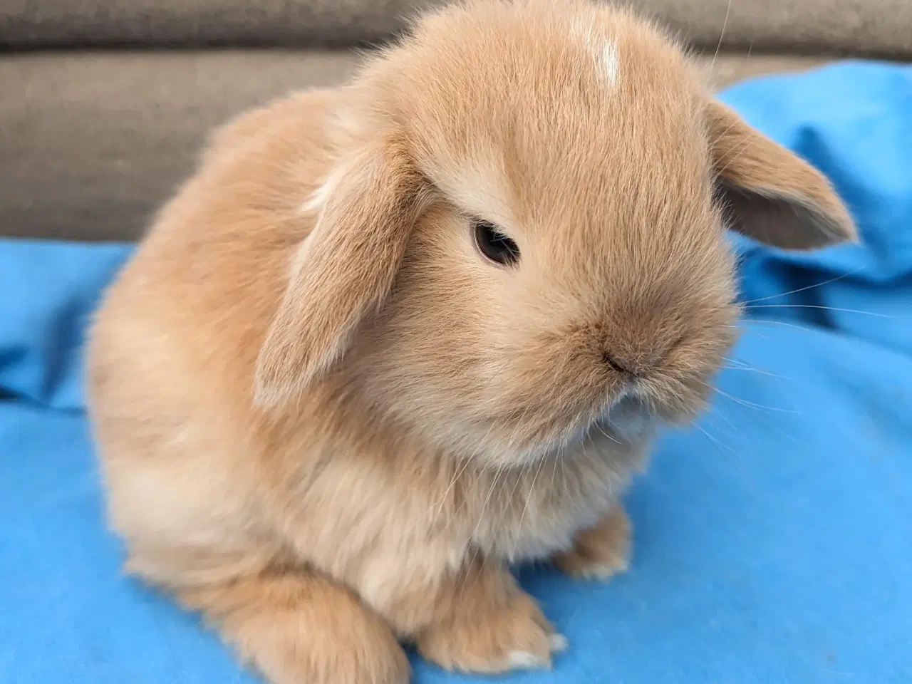 Billede 3 - Minilop kaninunge sælges