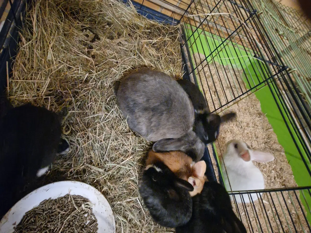 Billede 1 - Søde bløde kanin unger