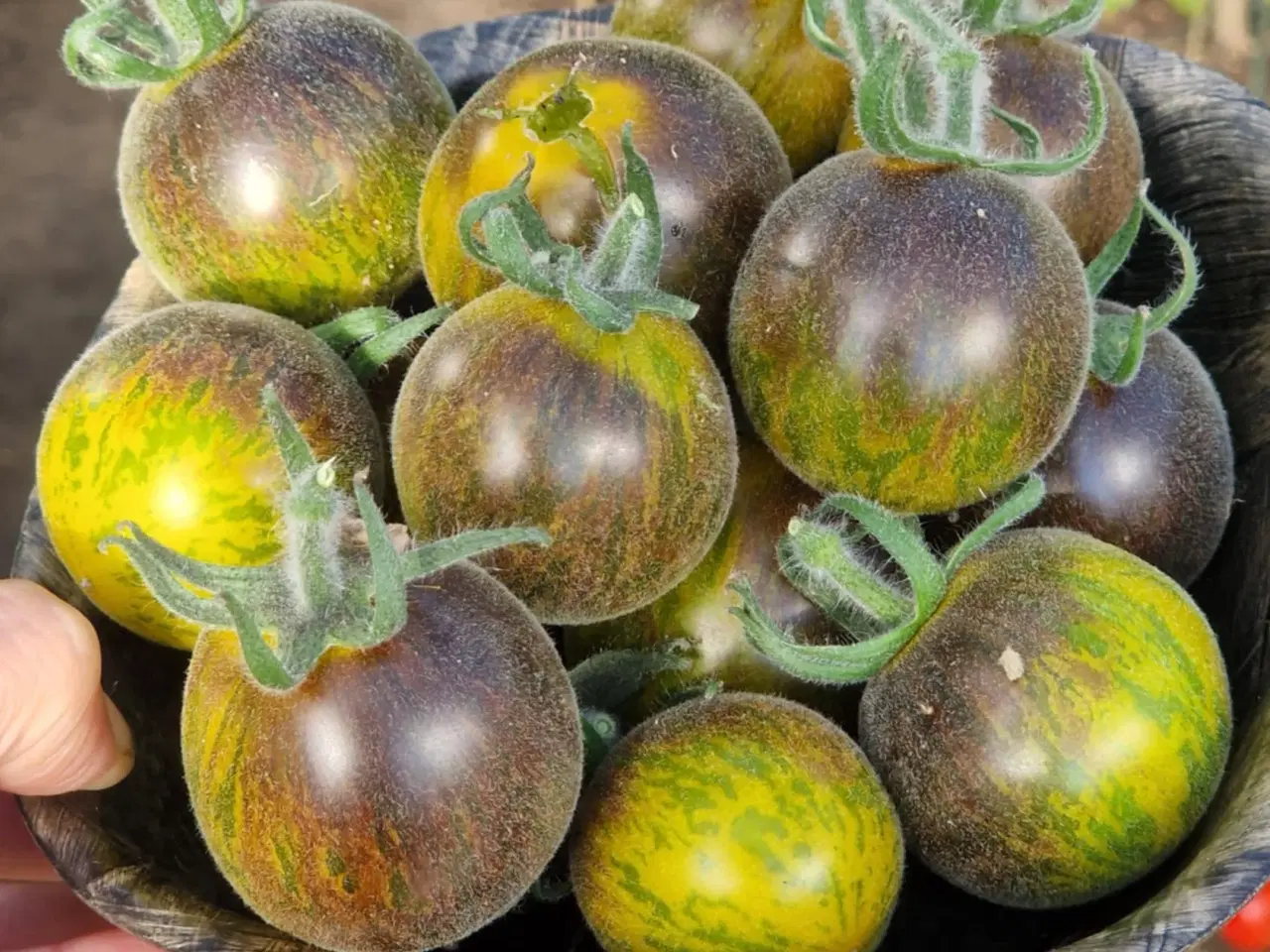 Billede 9 - 300 tomatsorter - FRØ
