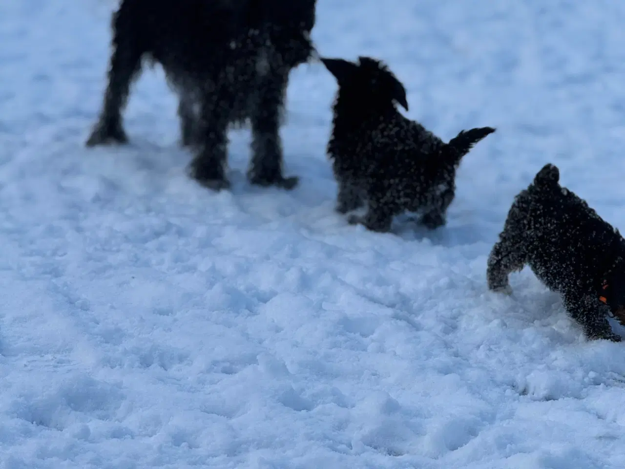 Billede 14 - Cavapoo vi venter her i februar 