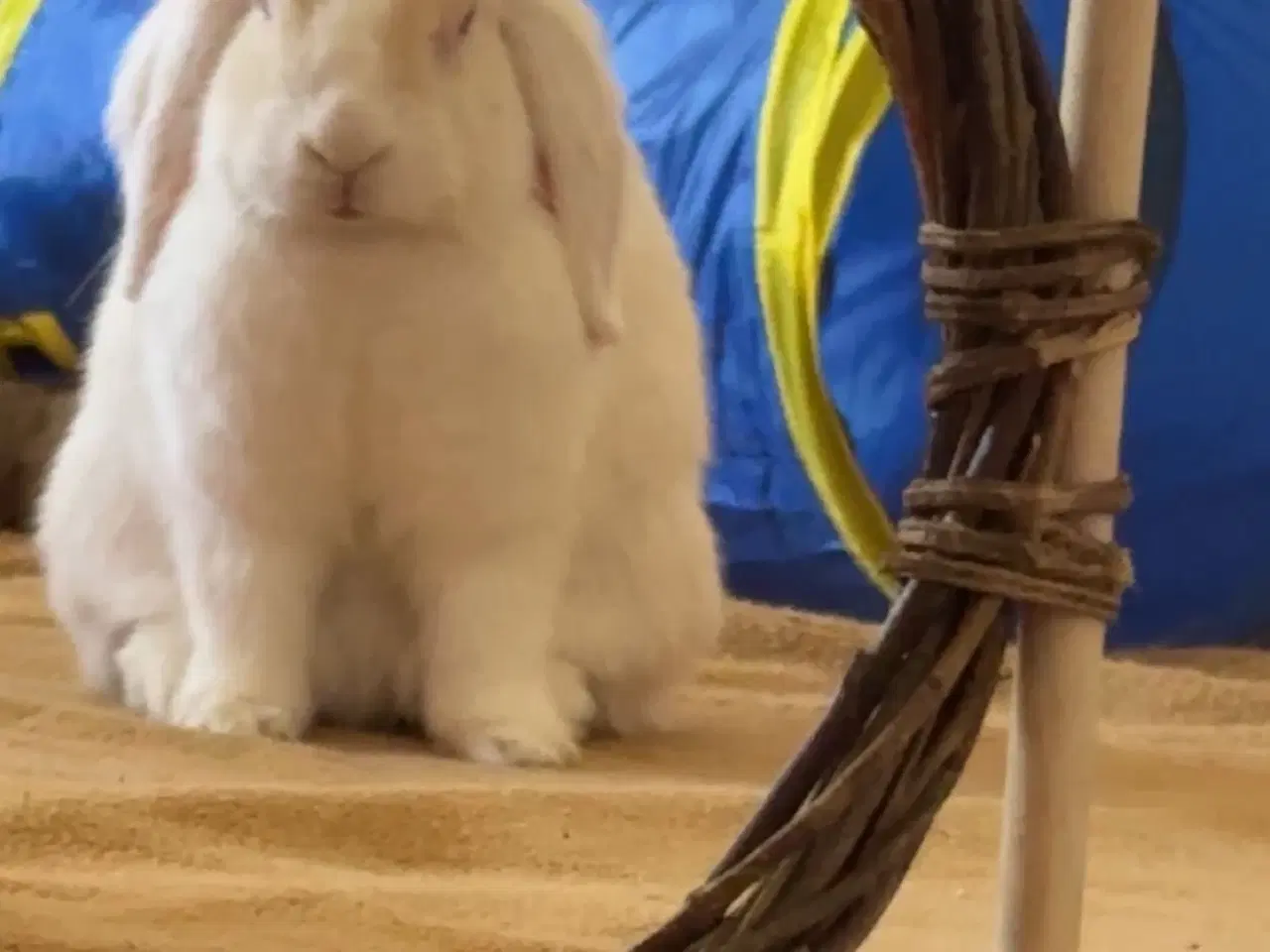 Billede 8 - Verdens sødeste kanin sælges