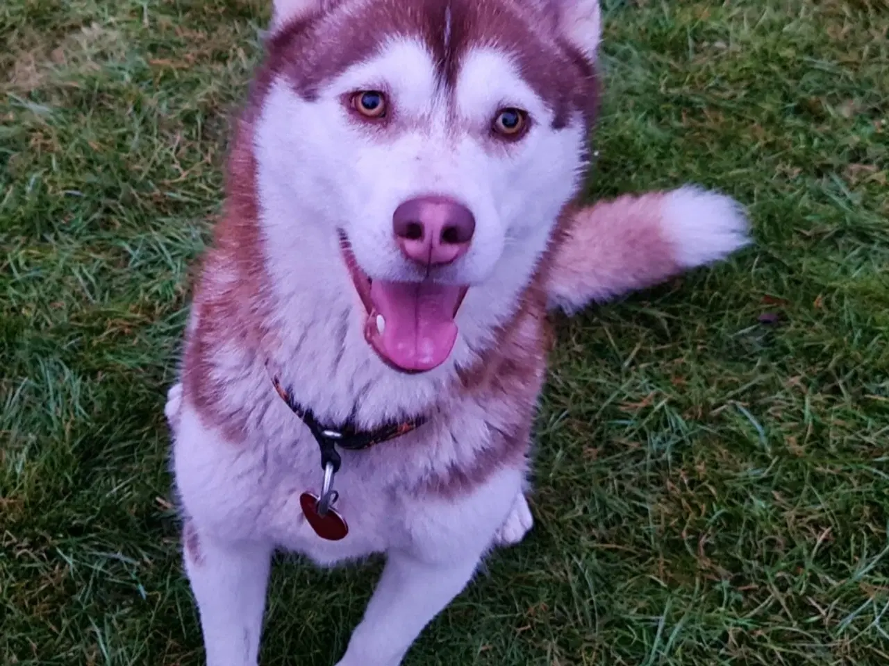 Billede 2 - Dejlig husky pige søger nyt hjem