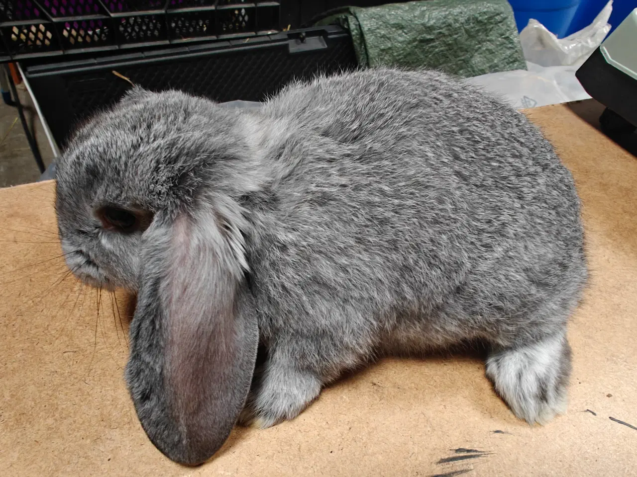 Billede 4 - Fransk vædder 