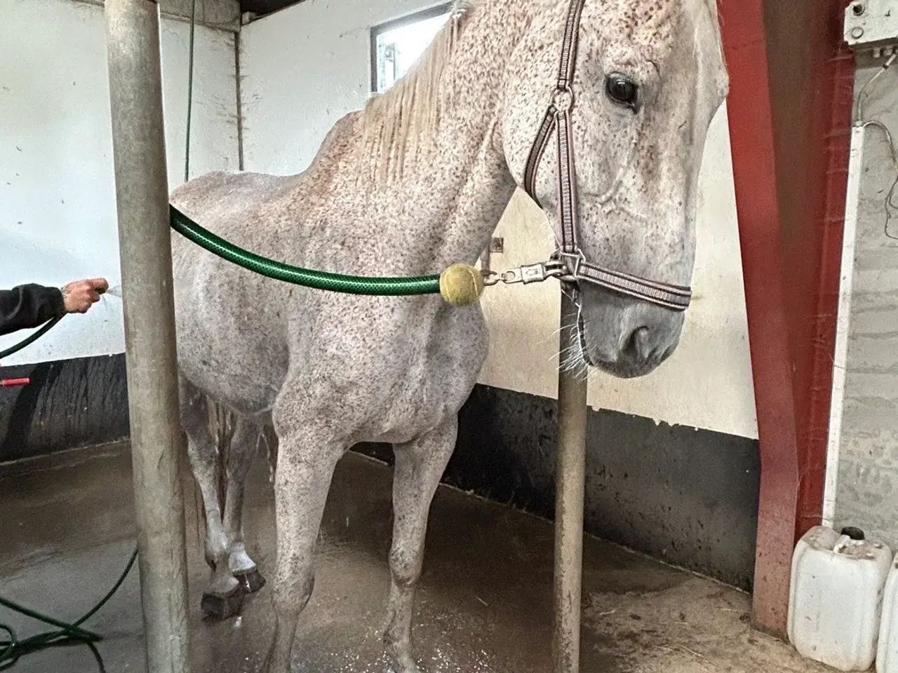 Billede 8 - Verdens bedste Lucy søger nye græsgange 