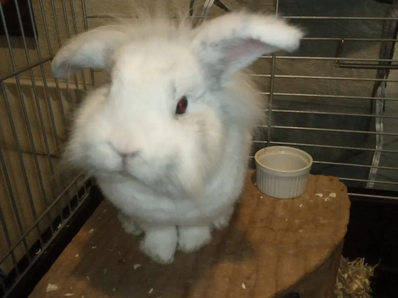 Billede 2 - Skøn og kælen han kanin, blanding mellem løvehoved