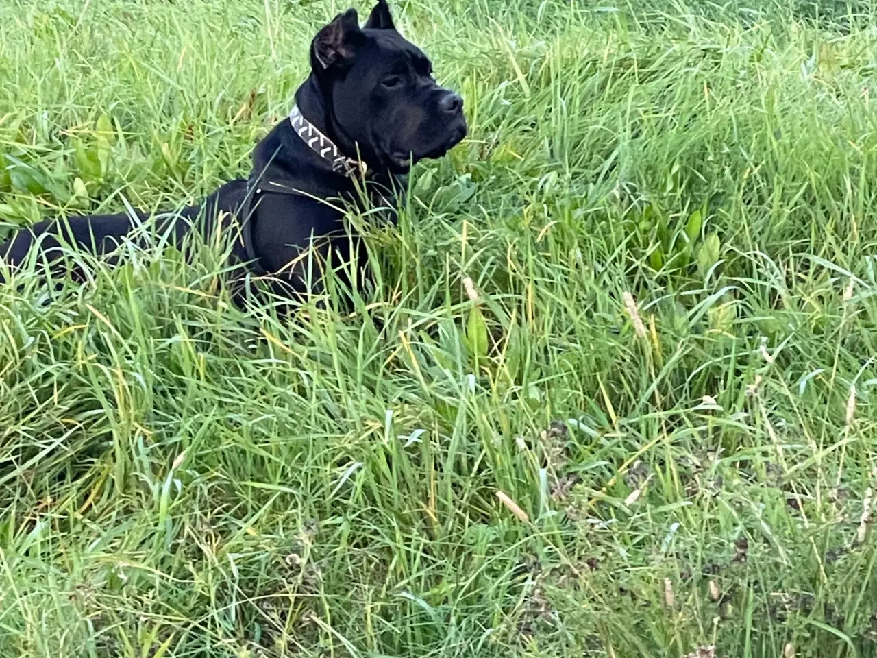 Billede 3 - Cane corso tæve hvalp 