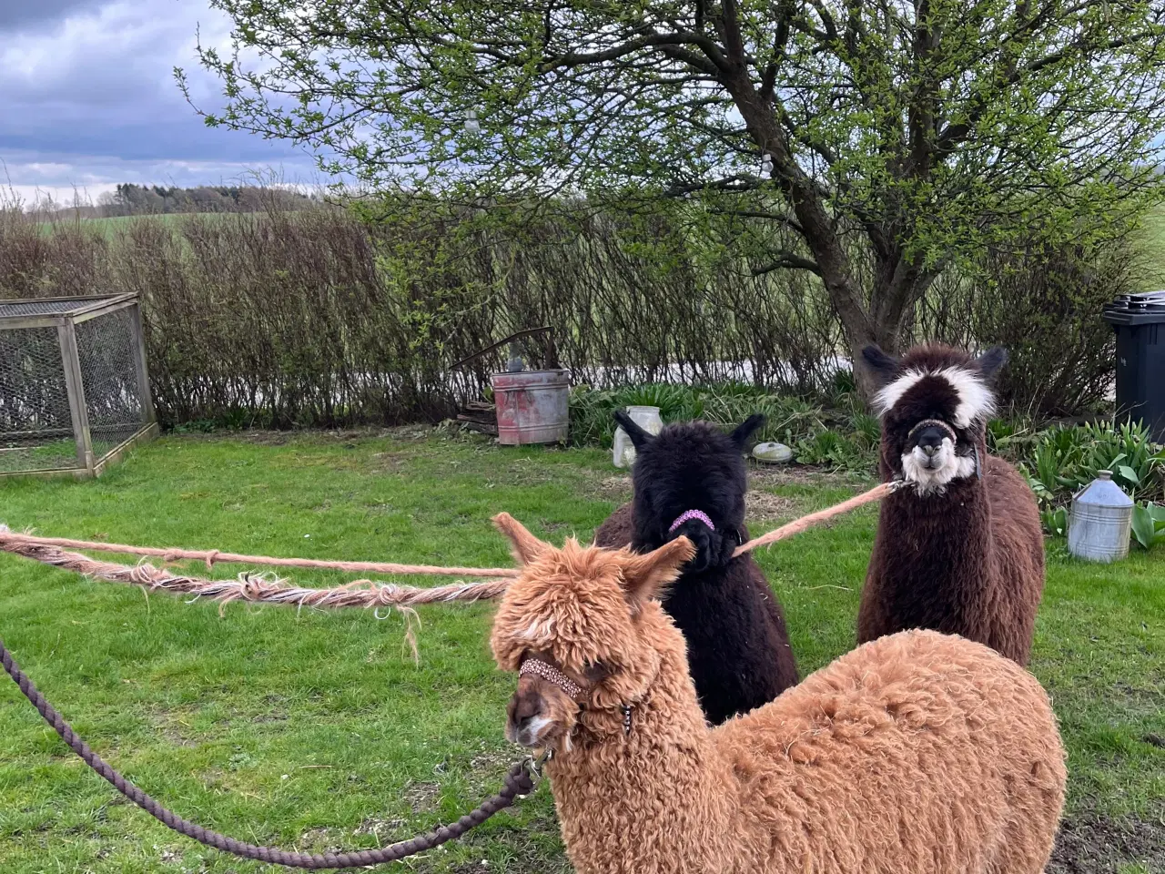 Billede 2 - Alpaca alpaka