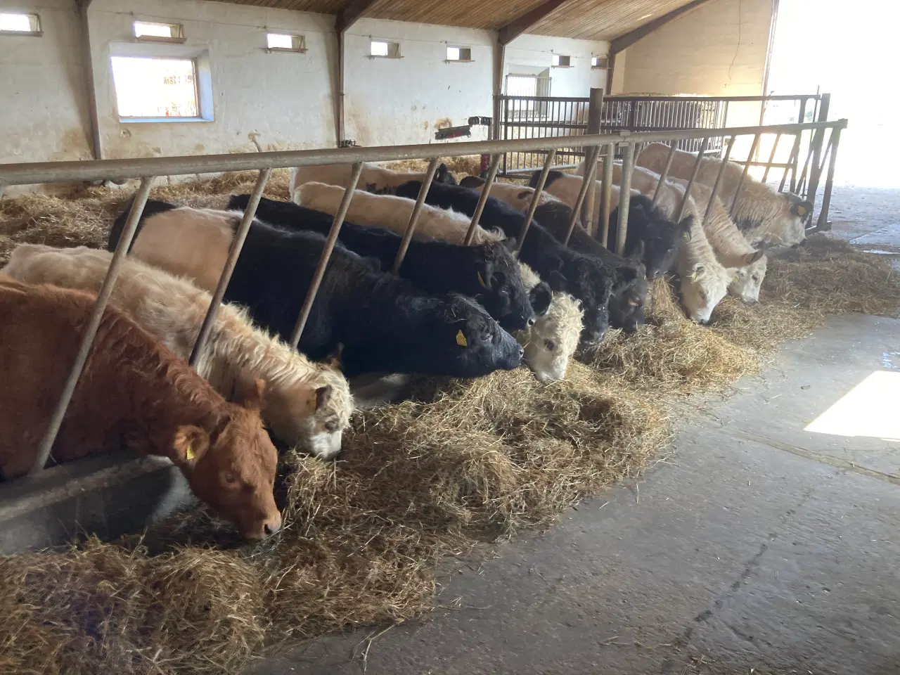 Billede 5 - Galloway kvier, løbekvier