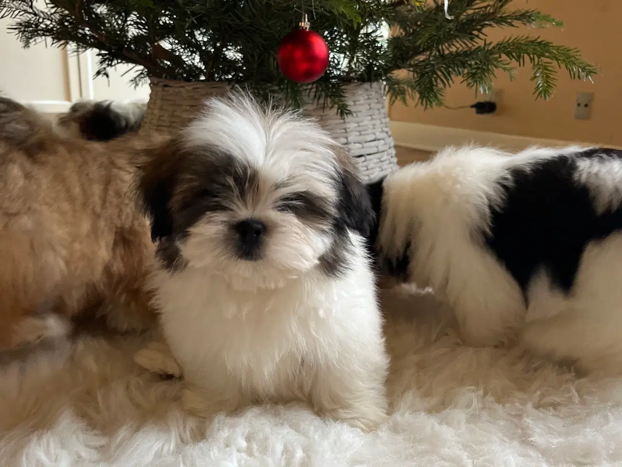 Billede 2 - Lhasa Apso hvalpe 