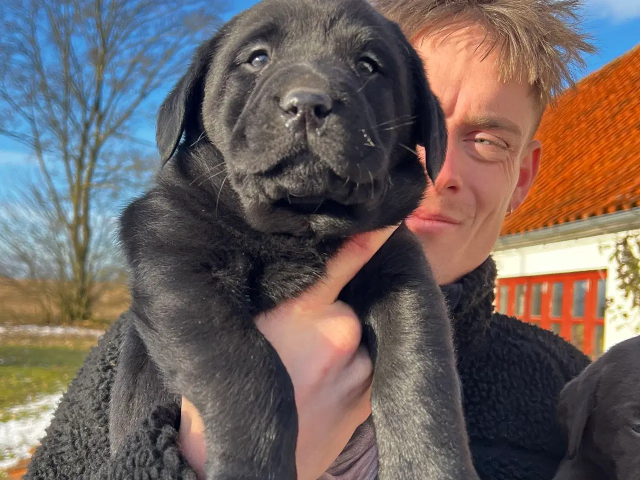 Billede 2 - Flotte labrador hvalpe