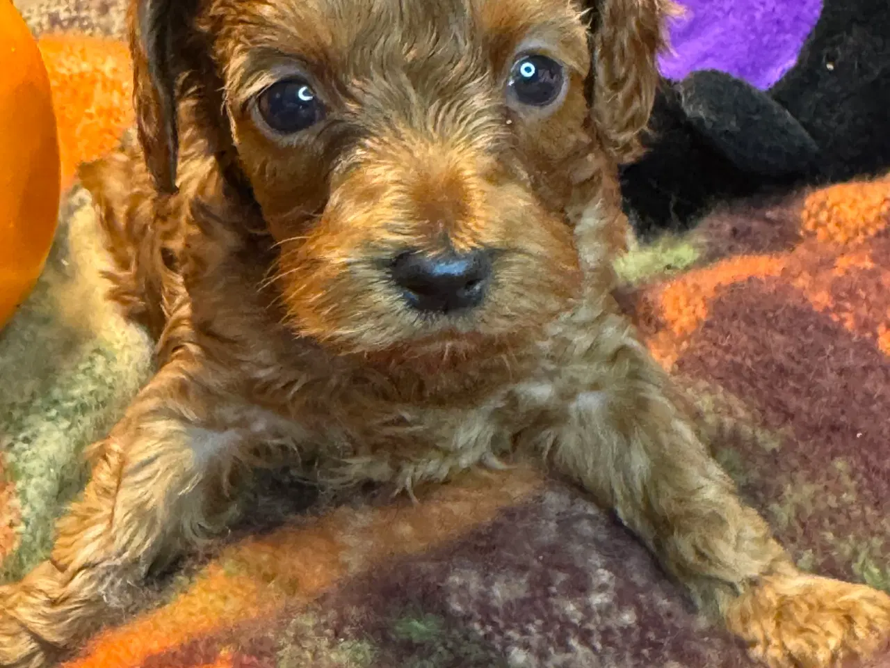 Billede 7 - Mini Amerikansk Cockapoo