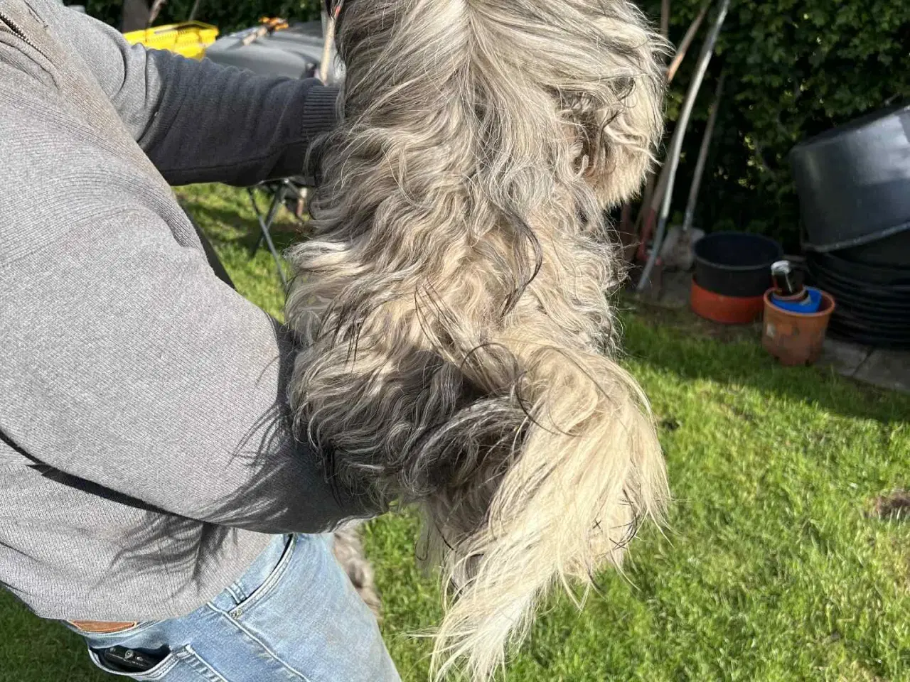 Billede 4 - Lhasa Apso Stueopdræt