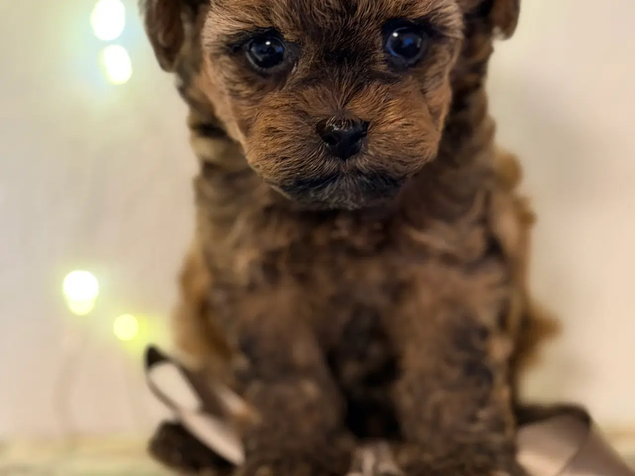 Billede 7 - Pomapoo F1B