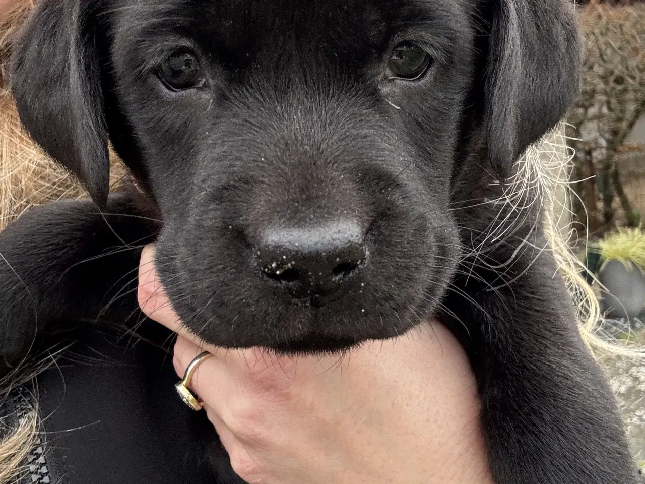Billede 1 - Labrador hvalp