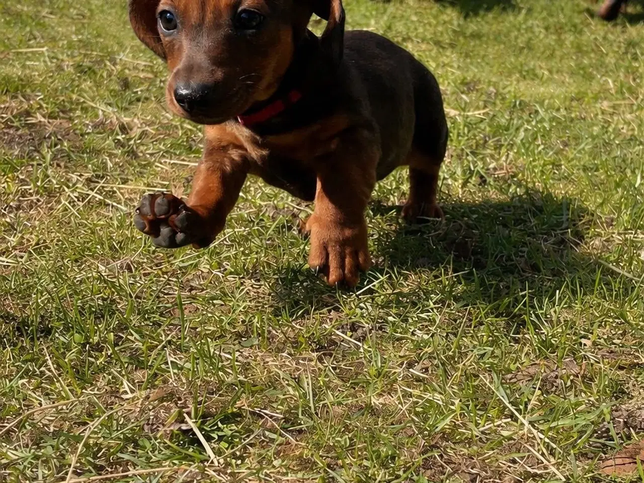 Billede 3 - Smukke Gravhund Hvalpe
