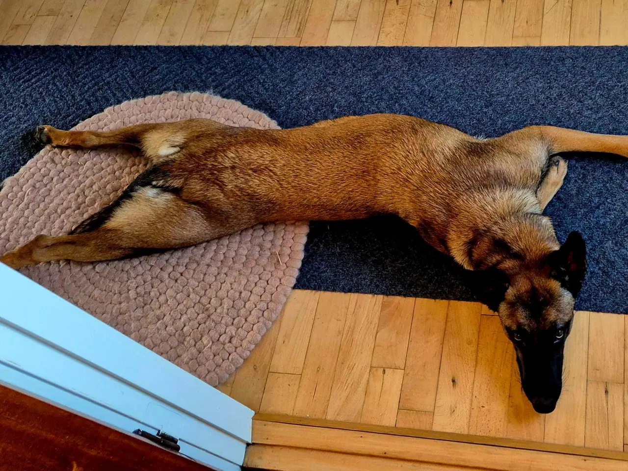 Billede 5 - Malinois Tæve Frisk og Frejdig