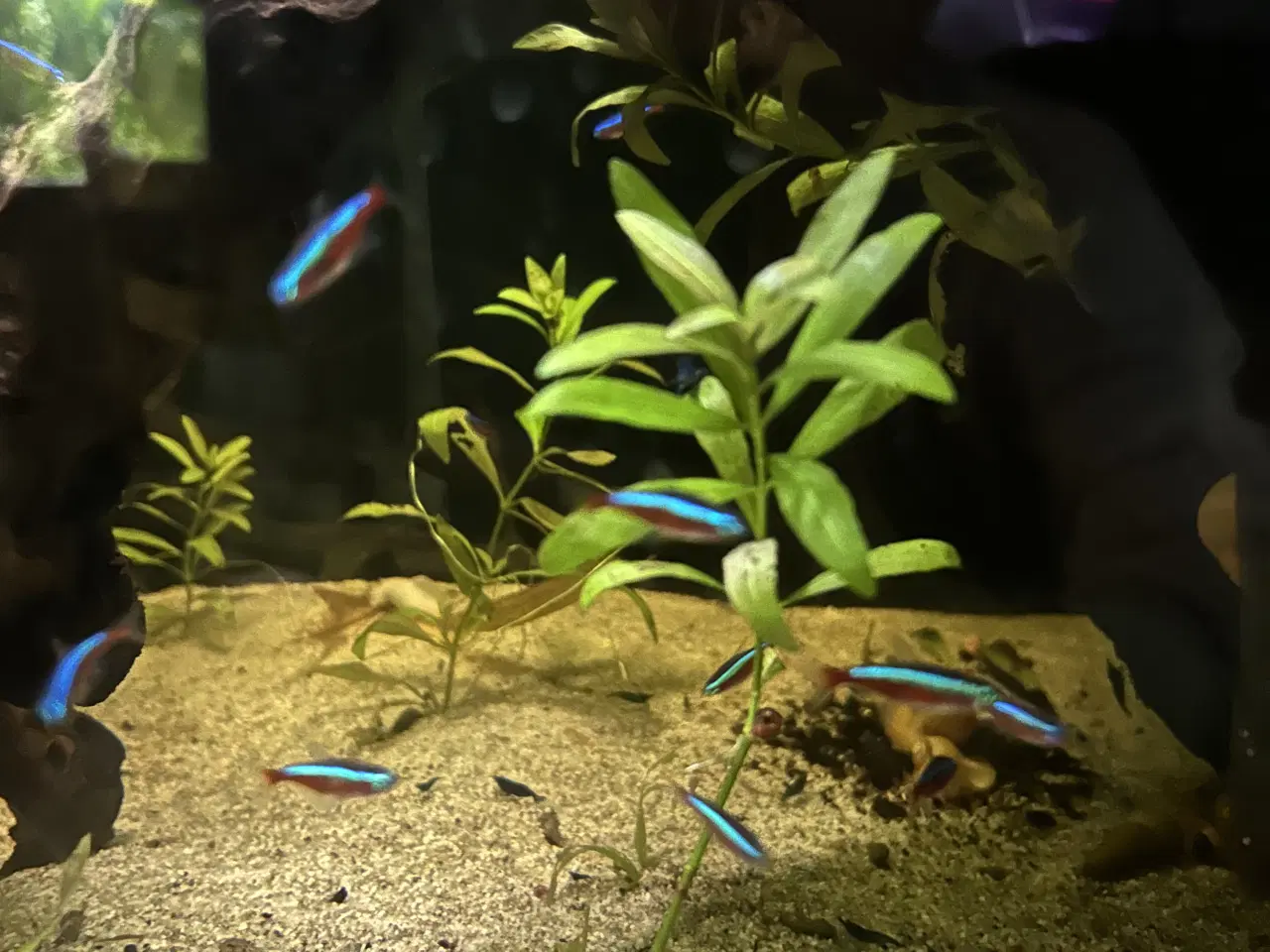 Billede 4 - 🐠❤️ Rød Neonfisk – glade og aktive stimefisk 