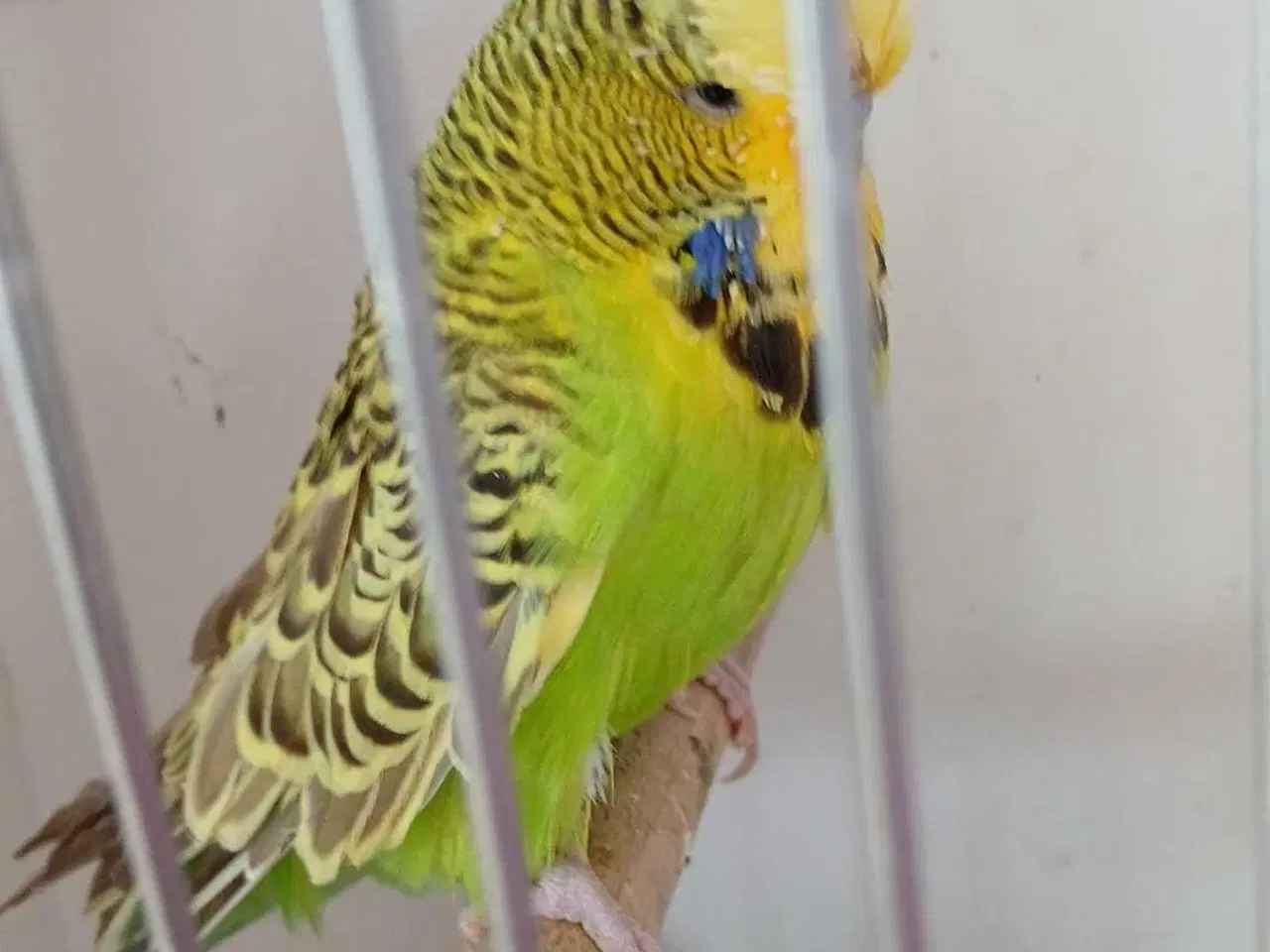 Billede 4 - Engelsk undulat han 