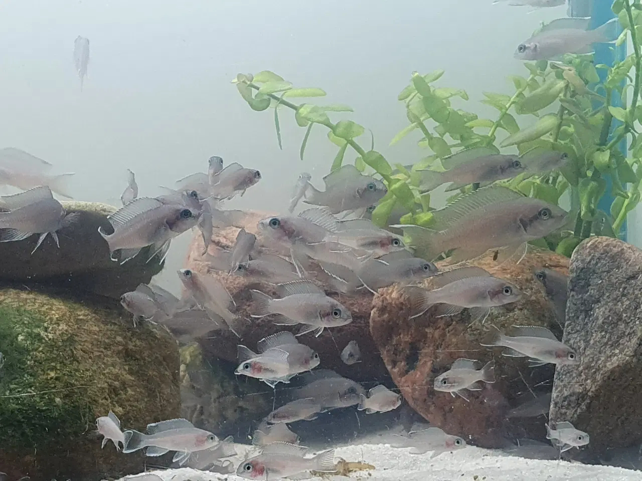 Billede 2 - Prinsessecichlider (Neolamprologus brichardi)