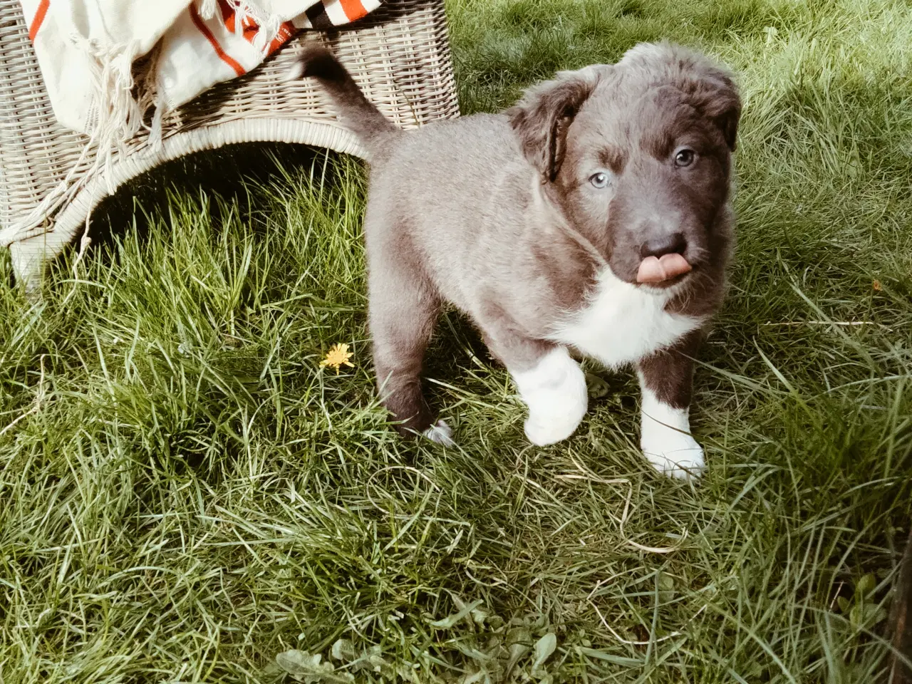 Billede 2 - Dejlige Border Aussie hvalpe til salg. 