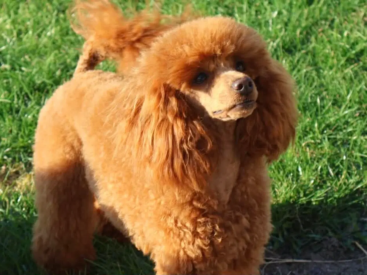 Billede 2 - Toy / dværg  puddel til parring 