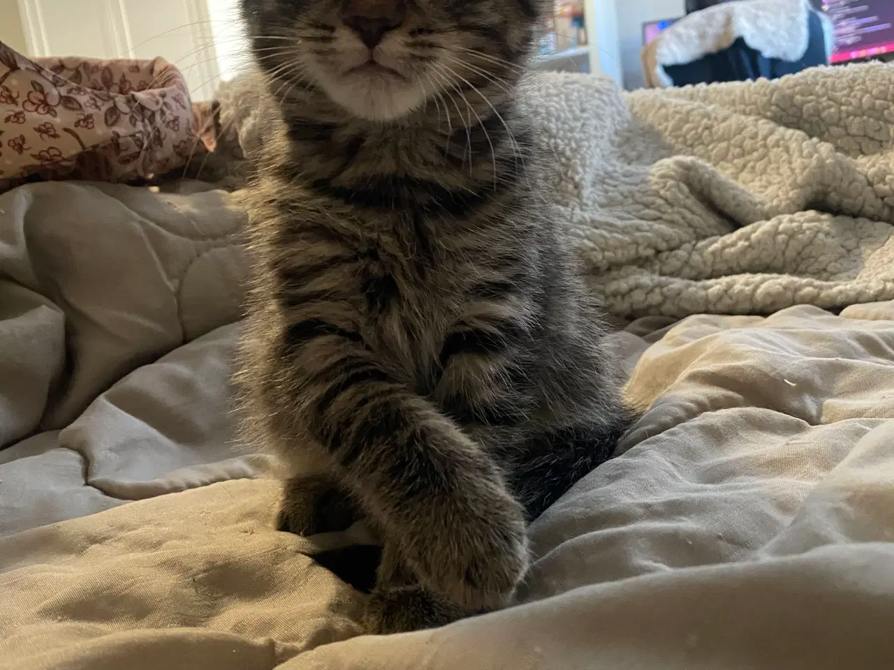 Billede 8 - Killinger søger gode hjem (reserveret) 