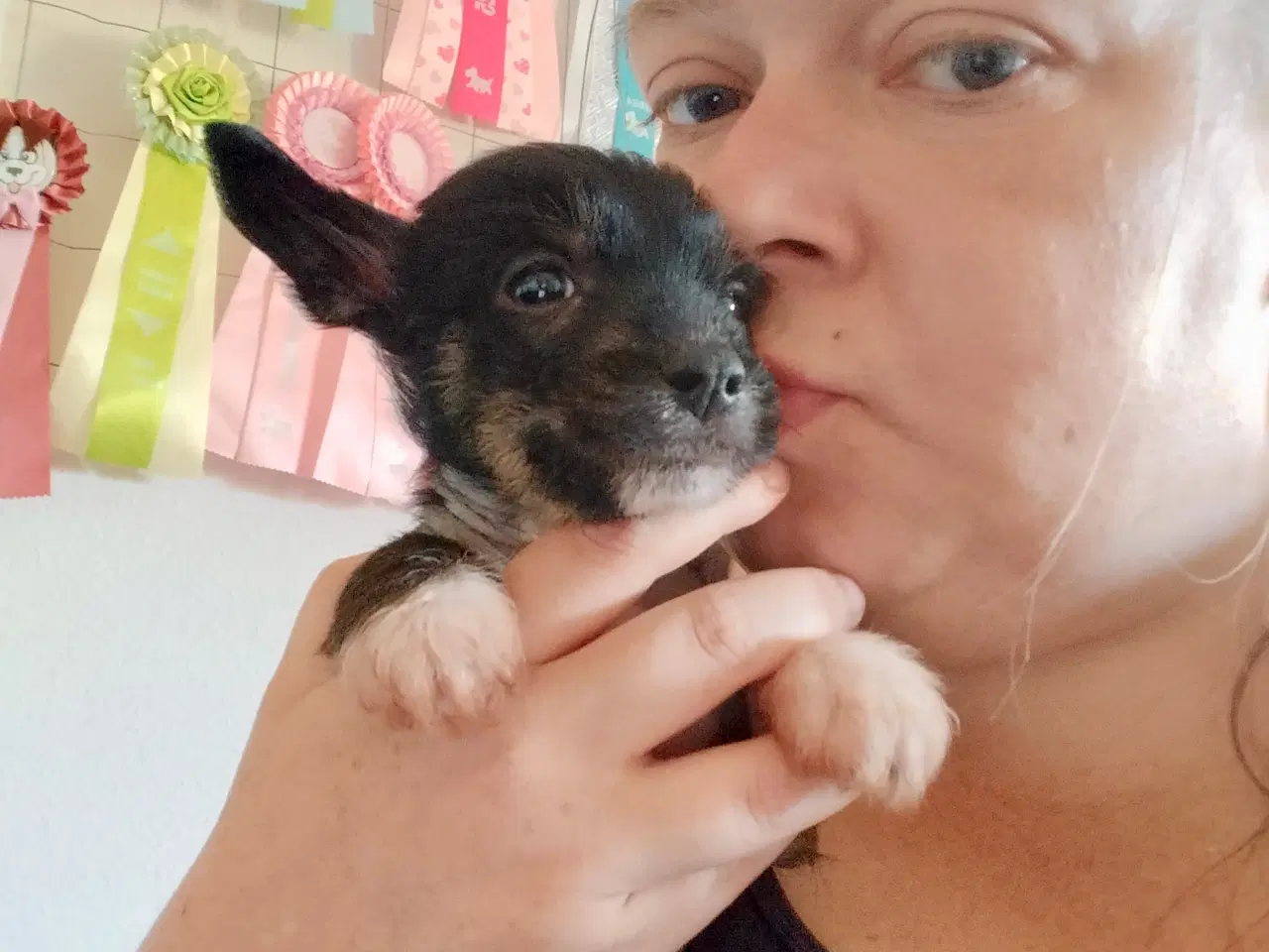 Billede 4 - Chinese crested/powder puff drenge med DKK stambog