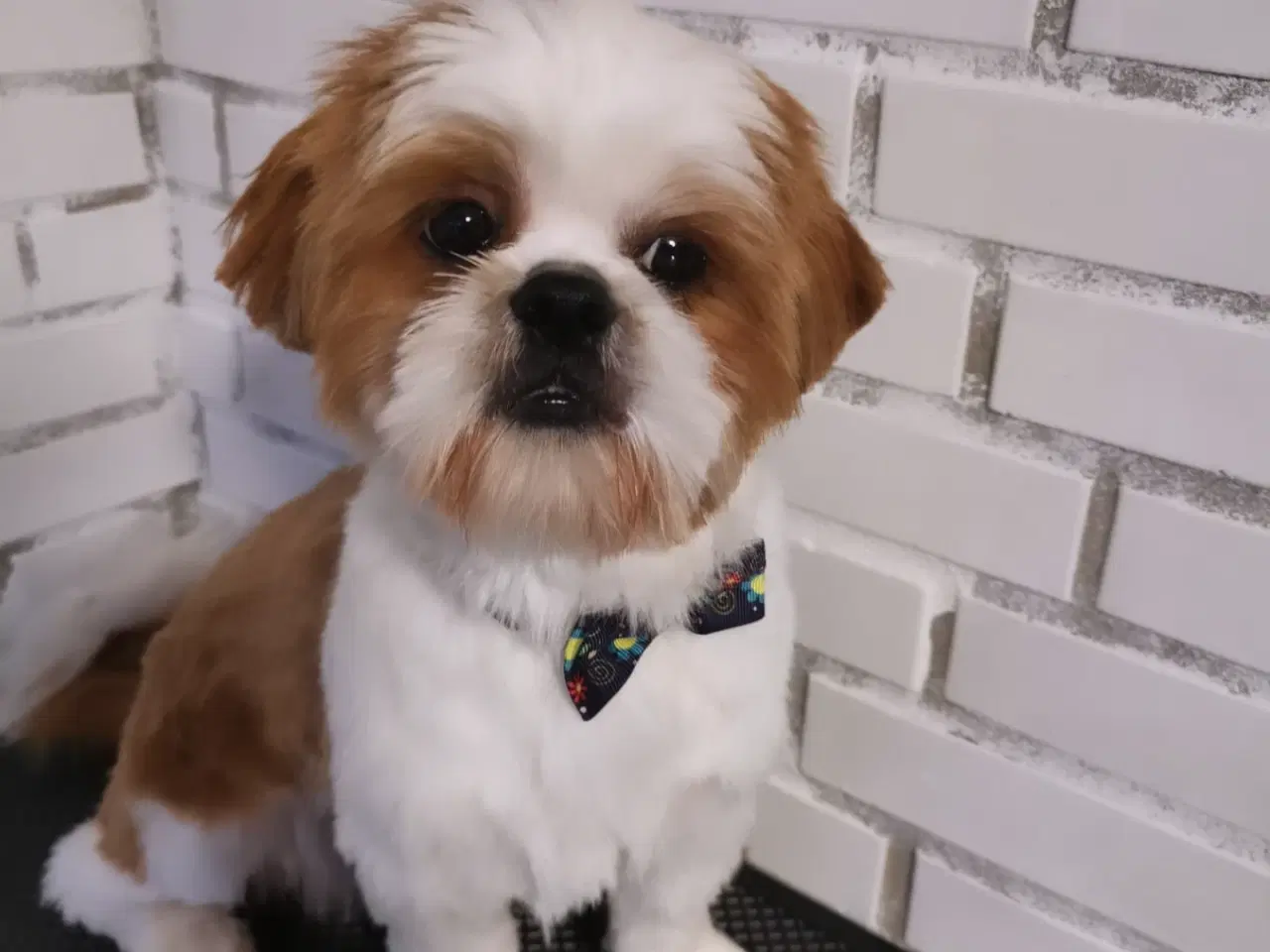 Billede 7 - Shih tzu Hvalpe