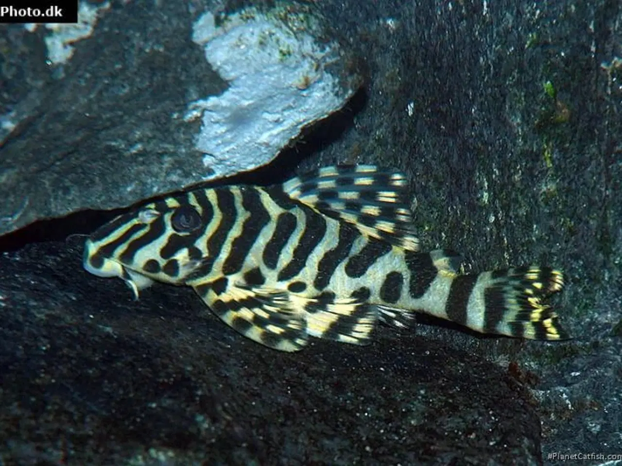 Billede 4 - Leopard Pleco, 6 stk.