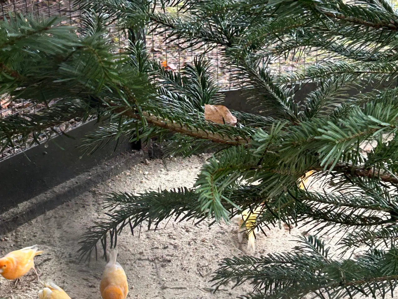 Billede 2 - Kanariefugle gul/orange