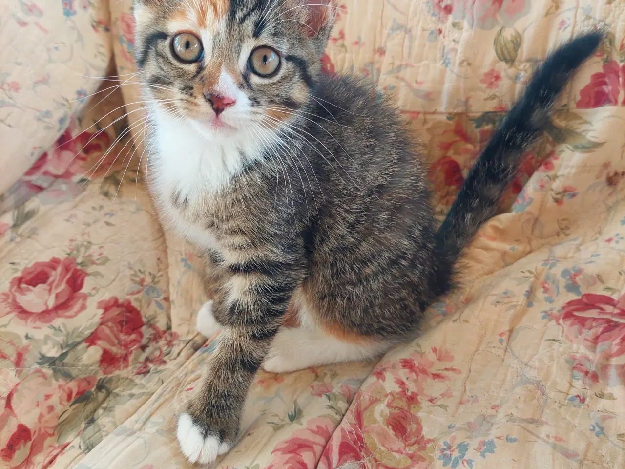 Billede 4 - Smukke tortie killinger