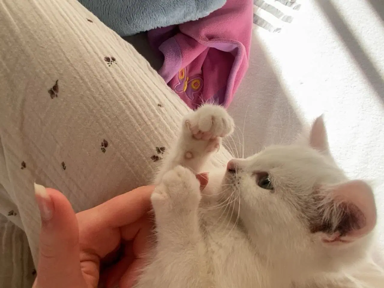 Billede 4 - Kærlig og legesyg hvid hankilling søger trygt hjem