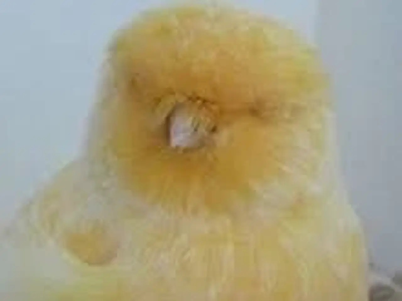 Billede 2 - Norwich han