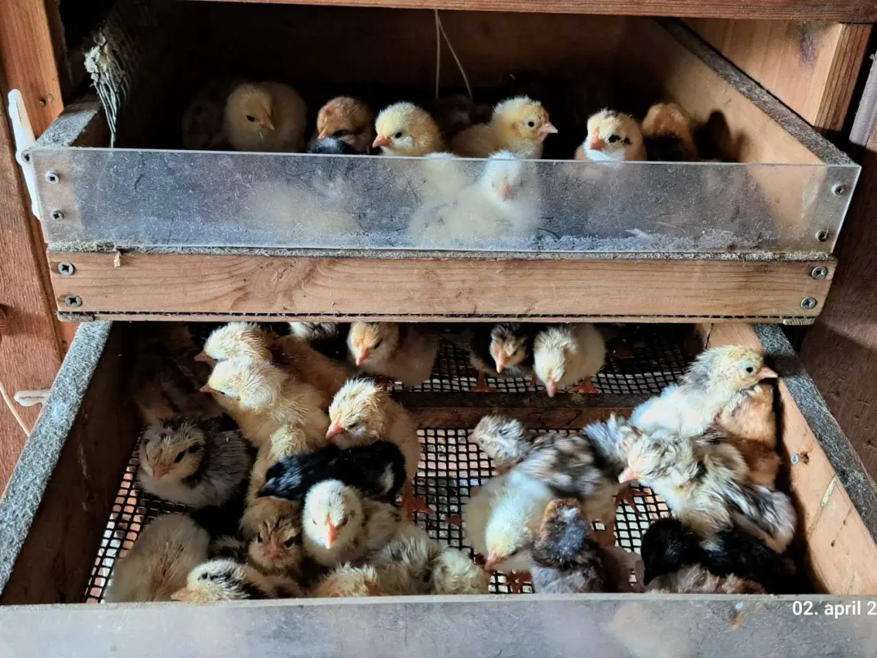 Billede 4 - Kyllinger