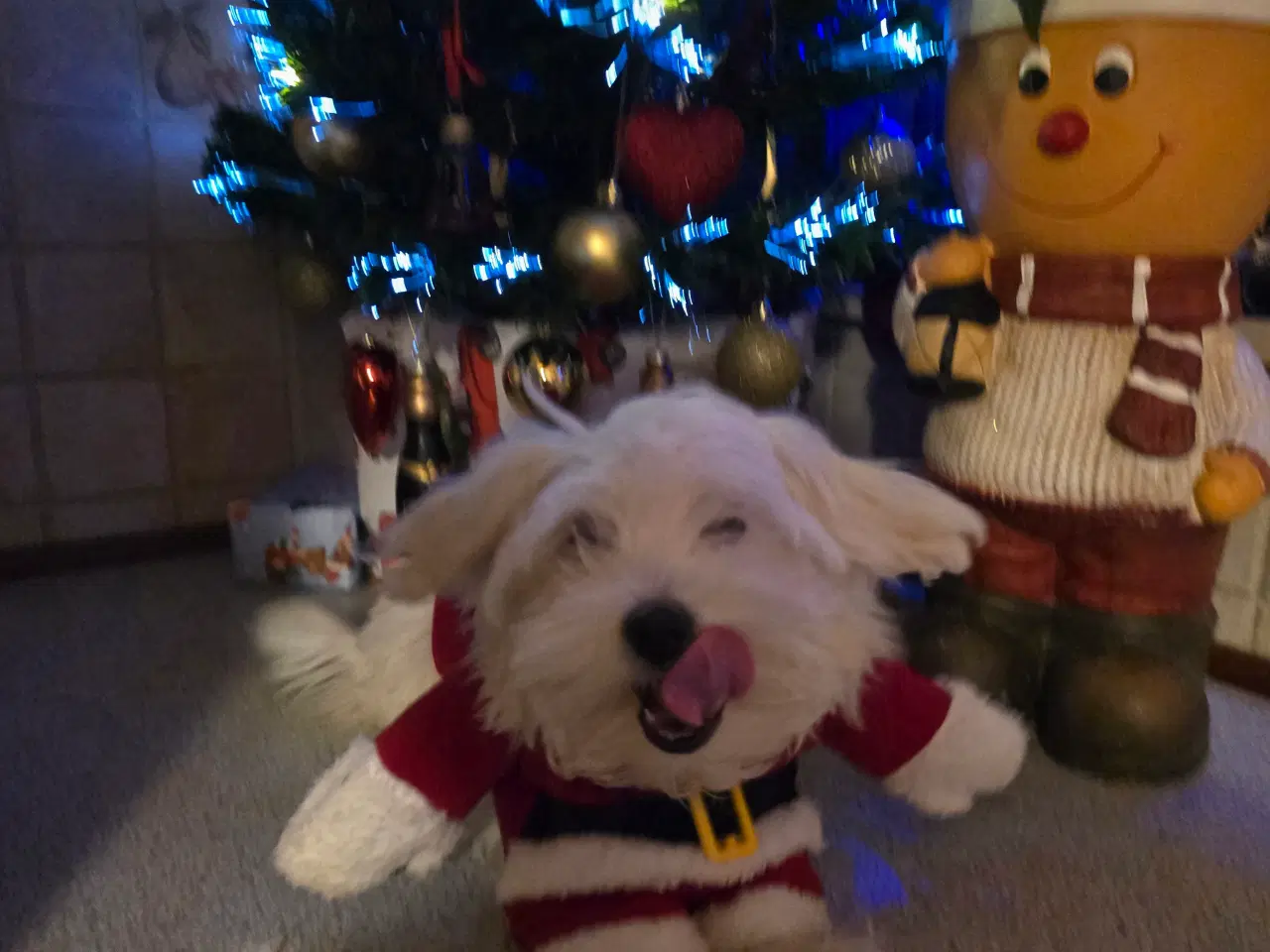 Billede 4 - Malteser hvalpe søger nye hjem ❤️