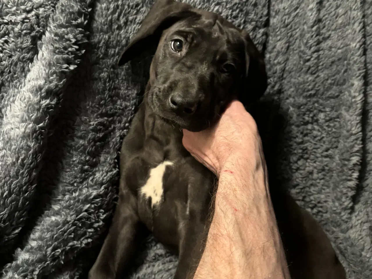 Billede 2 - Grand Danois hvalpe 